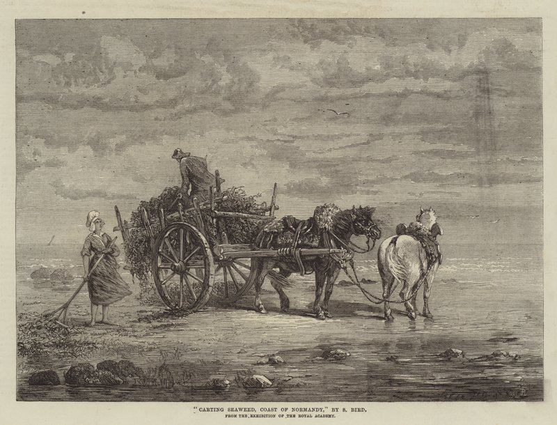 Carting Seaweed, Coast of Normandy, from the Exhibition of the Royal Academy by Samuel C. Bird