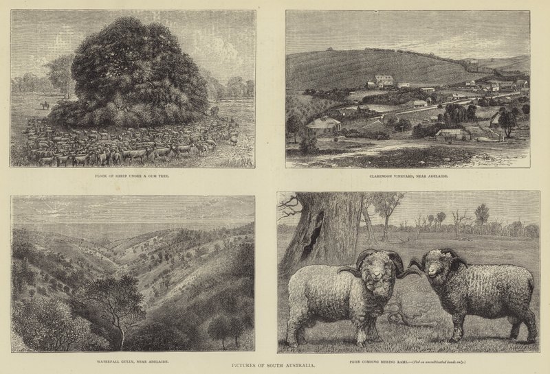 Pictures of South Australia by Samuel Edmund Waller