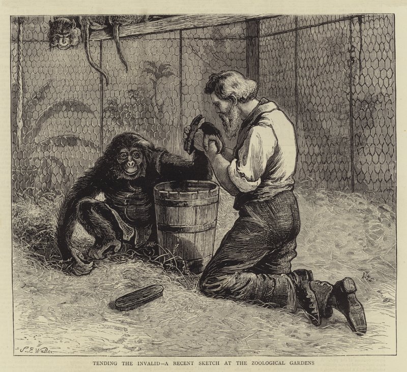 Tending the Invalid, a Recent Sketch at the Zoological Gardens by Samuel Edmund Waller