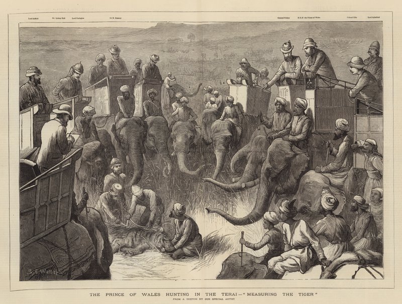 The Prince of Wales hunting in the Terai, Measuring the Tiger by Samuel Edmund Waller