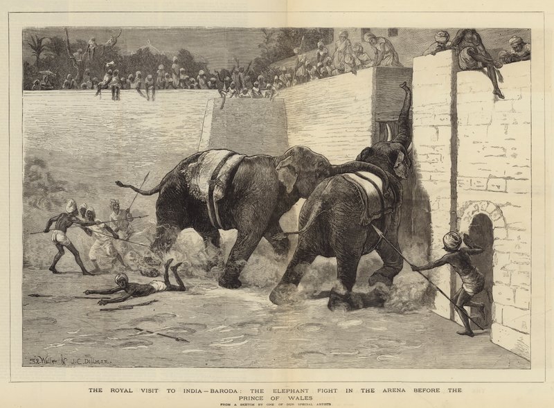 The Royal Visit to India, Baroda, the Elephant Fight in the Arena before the Prince of Wales by Samuel Edmund Waller