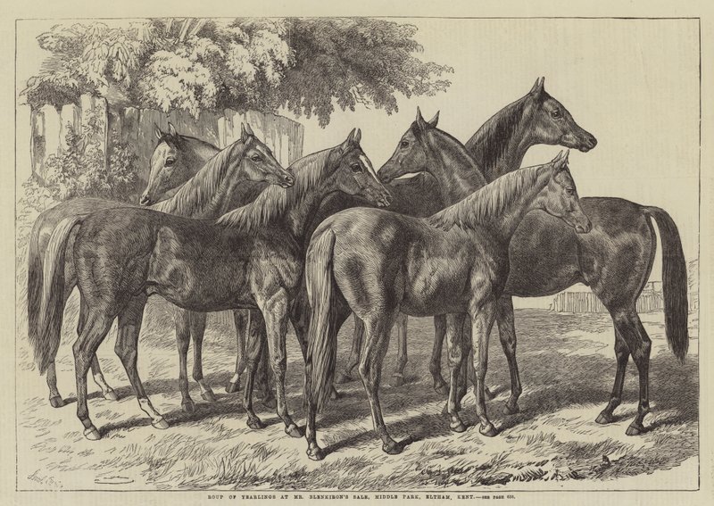 Group of Yearlings at Mr Blenkiron