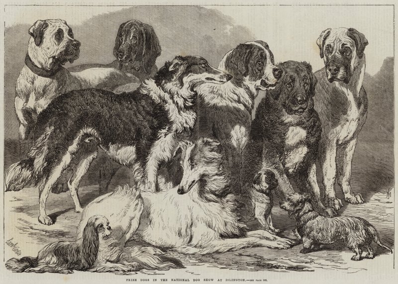 Prize Dogs in the National Dog Show at Islington by Samuel John Carter
