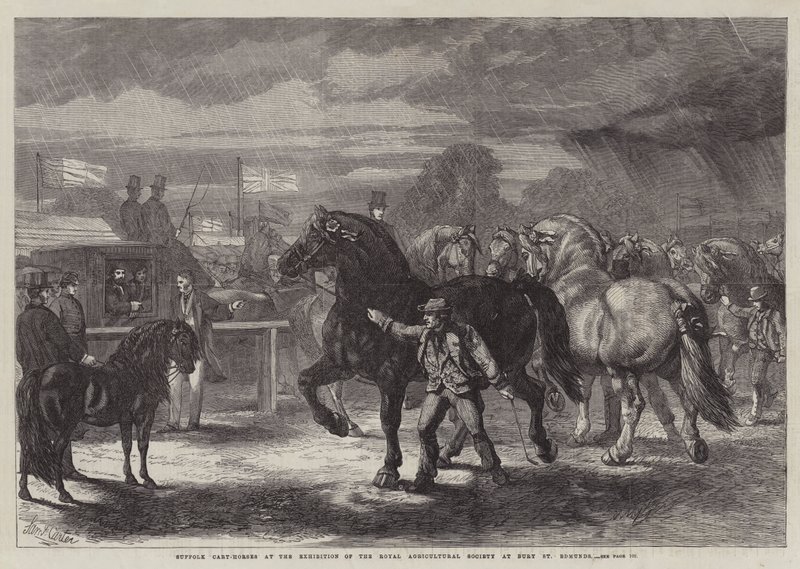 Suffolk Cart-Horses at the Exhibition of the Royal Agricultural Society at Bury St Edmunds by Samuel John Carter