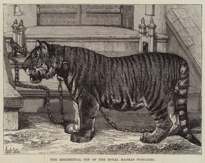 The Regimental Pet of the Royal Madras Fusiliers by Samuel John Carter