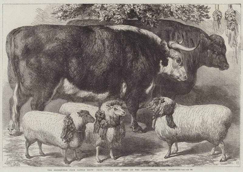 The Smithfield Club Cattle Show, Prize Cattle and Sheep at the Agricultural Hall, Islington by Samuel John Carter