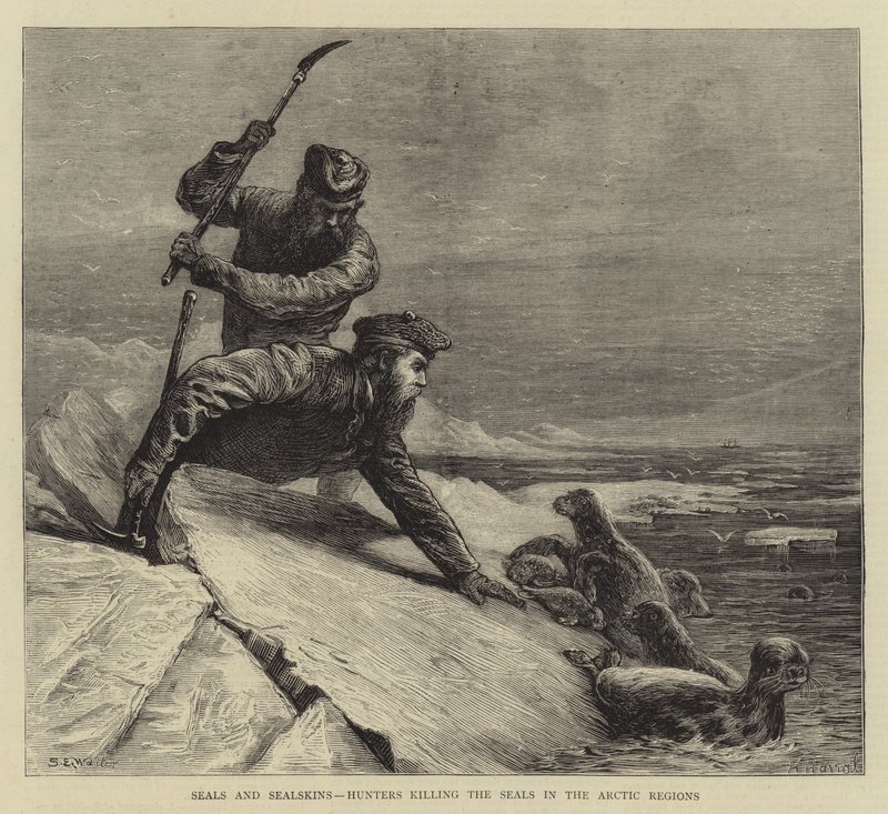 Seals and Sealskins, Hunters Killing the Seals in the Arctic Regions by Samuel Edmund Waller