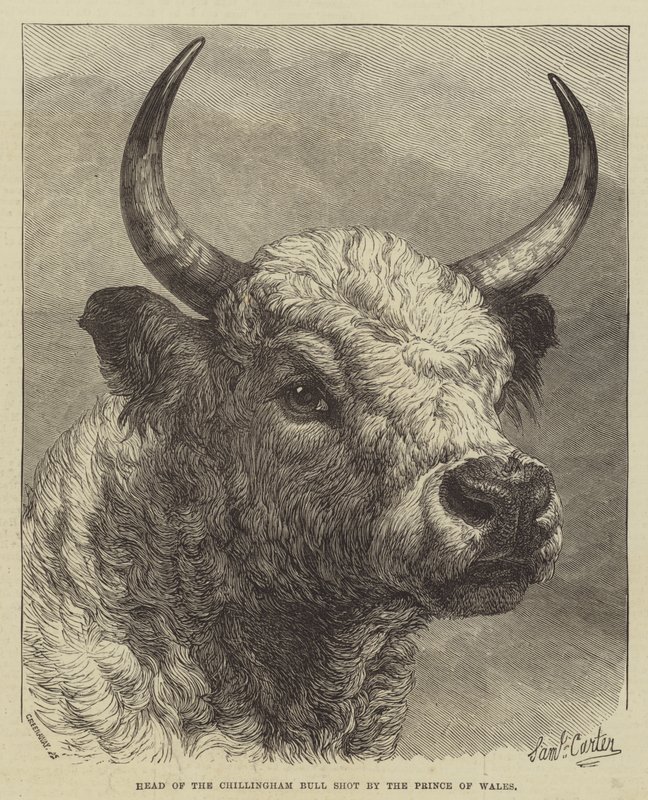 Head of the Chillingham Bull Shot by the Prince of Wales by Samuel John Carter