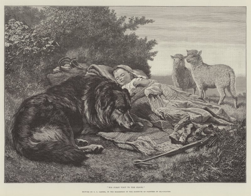 His First Visit to the Flock, in the Exhibition of the Institute of Painters in Oil-Colours by Samuel John Carter