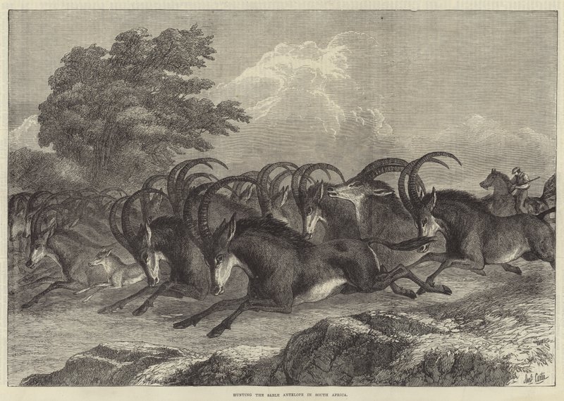 Hunting the Sable Antelope in South Africa by Samuel John Carter