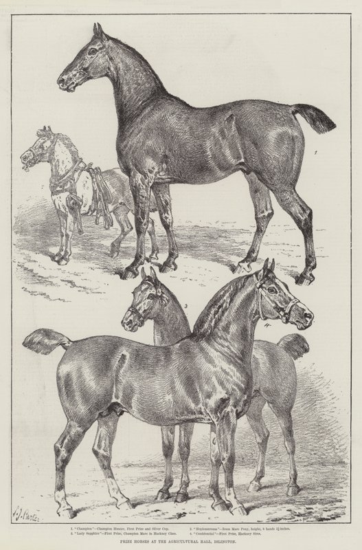 Prize Horses at the Agricultural Hall, Islington by Samuel John Carter