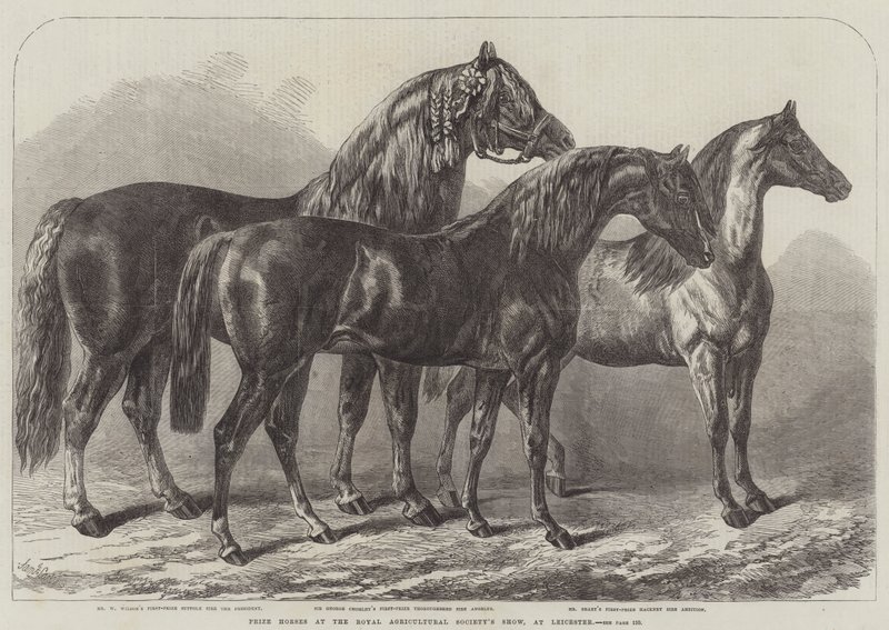 Prize Horses at the Royal Agricultural Society