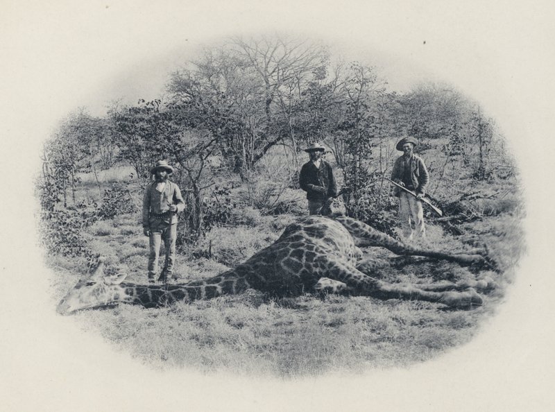 Big Game Hunting in the Transvaal (black and white photo) by South African Photographer