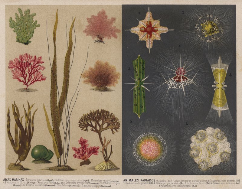 Seaweed and luminous aquatic animals by Spanish School