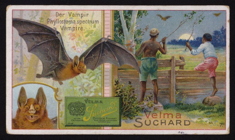 Vampire bat by Swiss School
