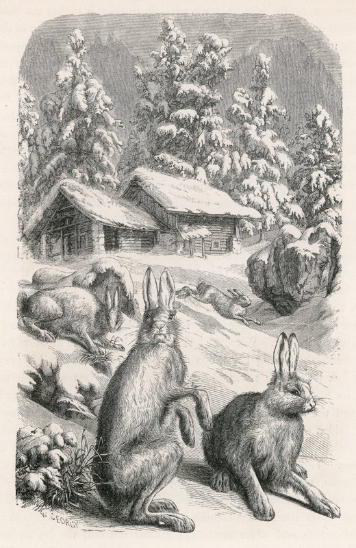White Alpine Hares by Swiss School