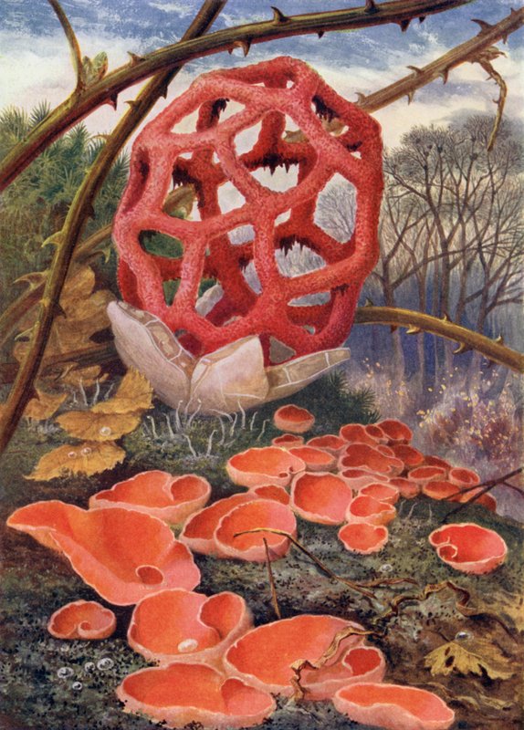 The Lattice Fungus and Orange Elf-Cup by Theobald Carreras