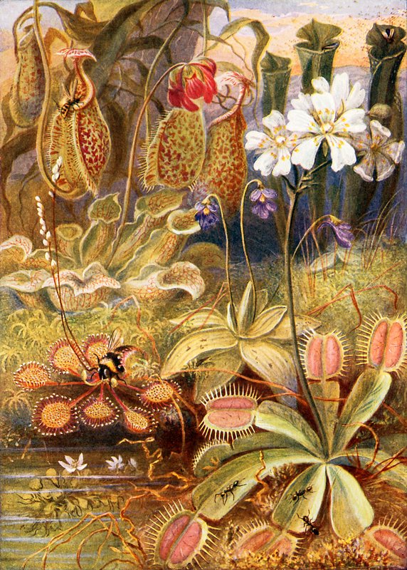 A Group of Carnivorous Plants, Illustration from 