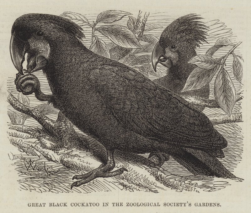 Great Black Cockatoo in the Zoological Society