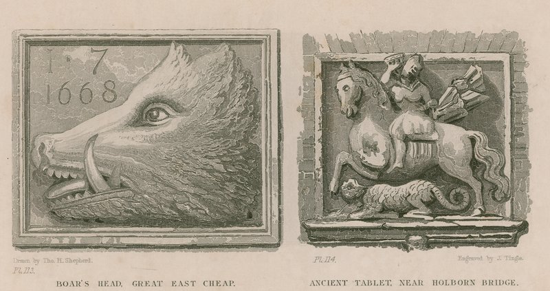Boar
