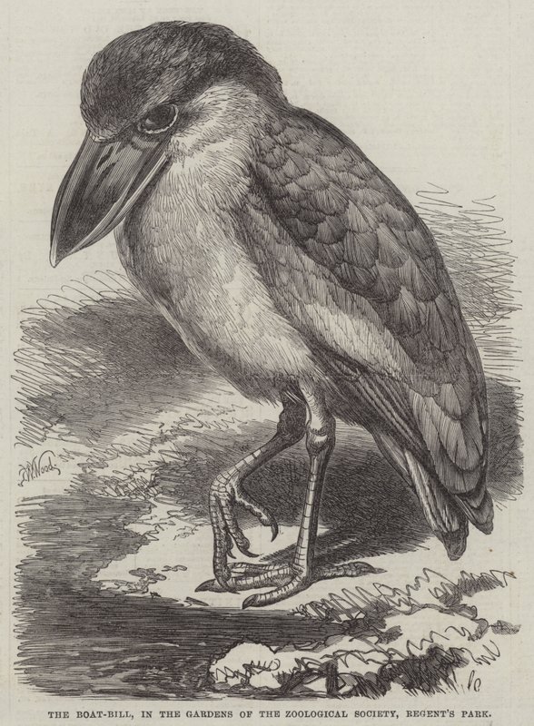 The Boat-Bill, in the Gardens of the Zoological Society, Regent