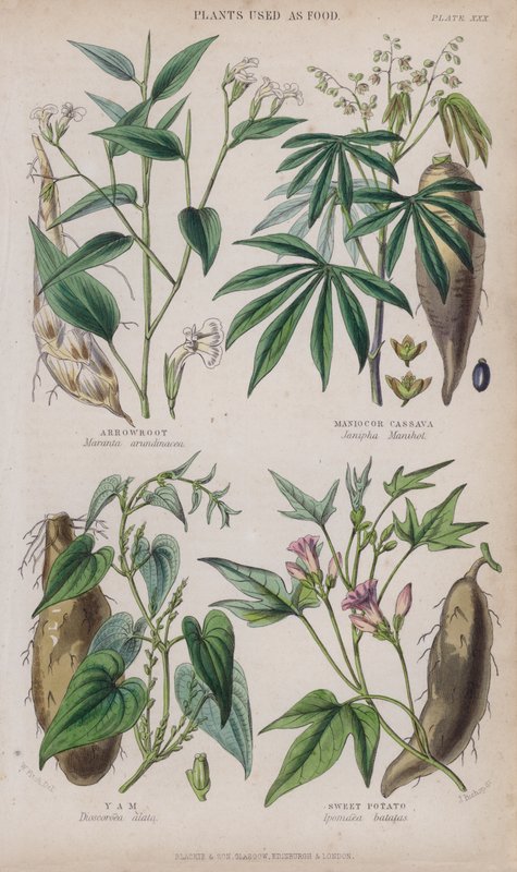 Arrowroot; Maniocor Cassava; Yam; Sweet Potato by W. Fitch