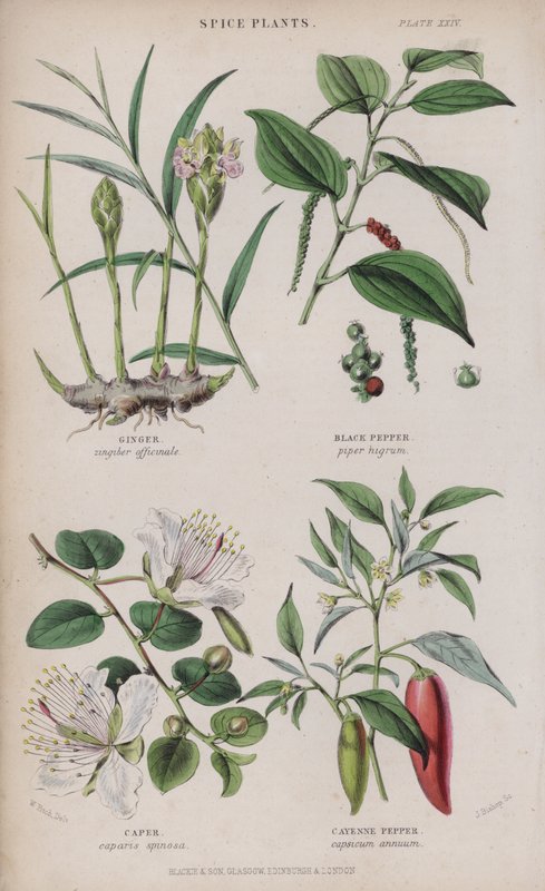 Ginger; Black Pepper; Caper; Cayenne Pepper by W. Fitch