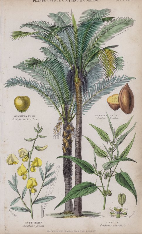 Gommuta Palm; Passava Palm; Sunn Hemp; Jute by W. Fitch