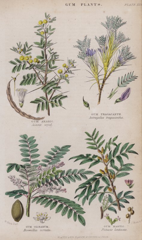Gum Arabic; Gum Tragacanth; Gum Olibanum; Gum Mastic by W. Fitch