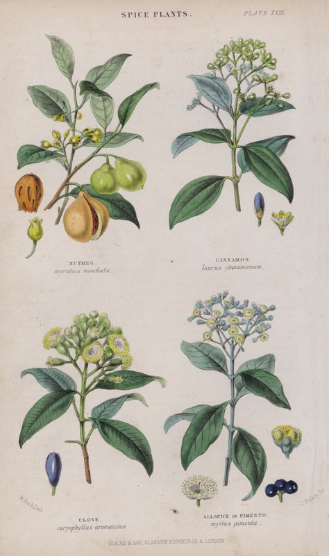 Nutmeg; Cinnamon; Clove; Allspice or Pimento by W. Fitch