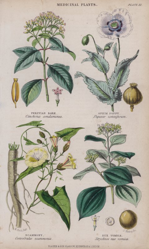 Peruvian Bark; Opium Poppy; Scammony; Nux Vomica by W. Fitch