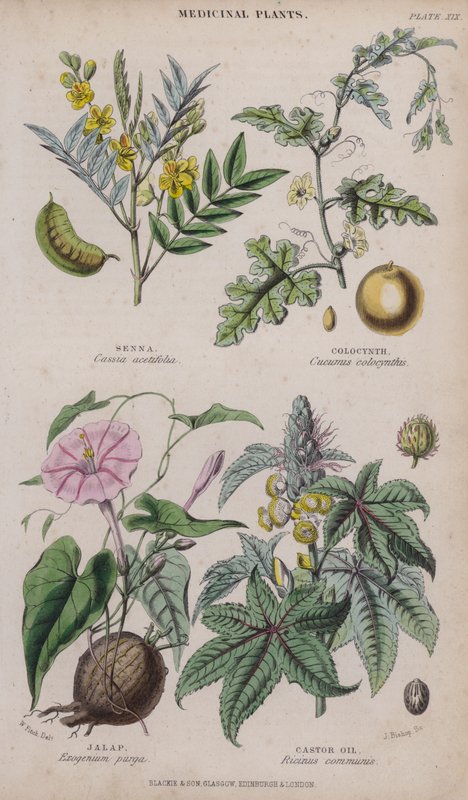Senna; Colocynth; Jalap; Castor Oil by W. Fitch