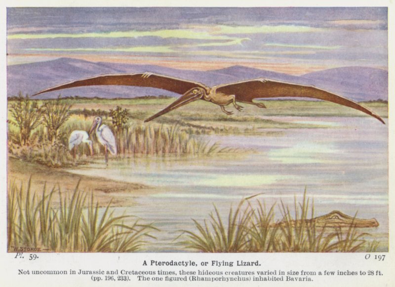 A Pterodactyle, or Flying Lizard by W. J. Stokoe