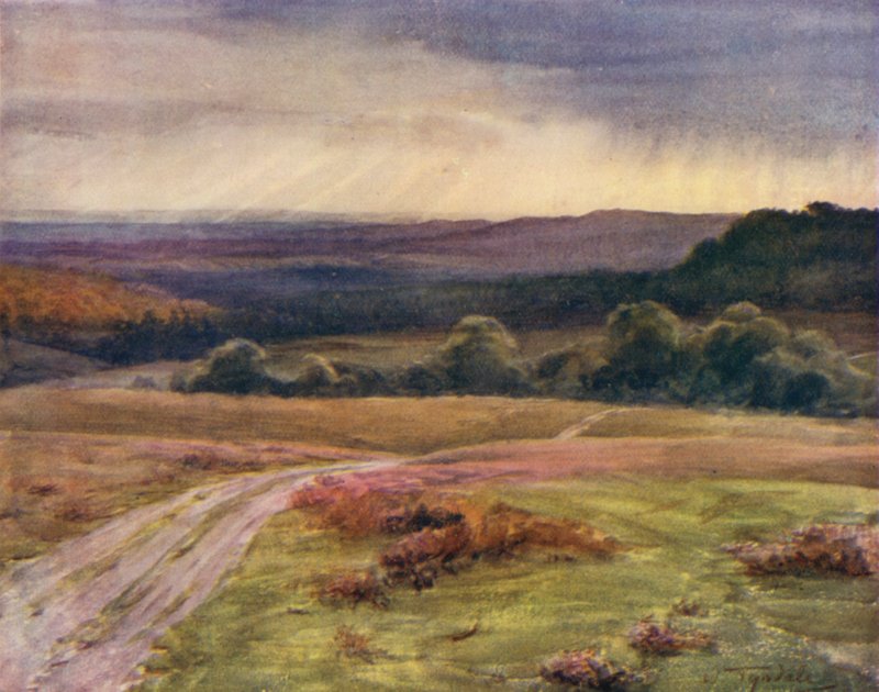The New Forest: Boldrewood Walk, Puck Pitts, from the Fritham Road by Walter Frederick Roofe Tyndale