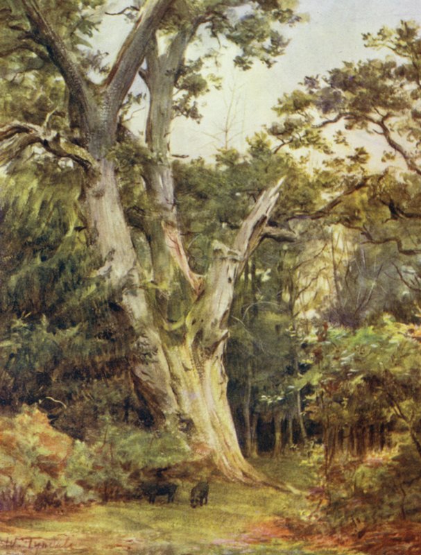The New Forest: The King at Boldrewood by Walter Frederick Roofe Tyndale