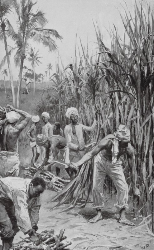 Trinidad Coolies at Work in a Cane-Field by Walter Paget