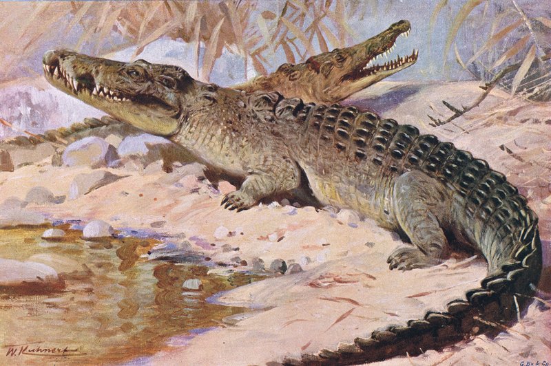 Nile Crocodile, illustration from Wildlife of the World, c.1910