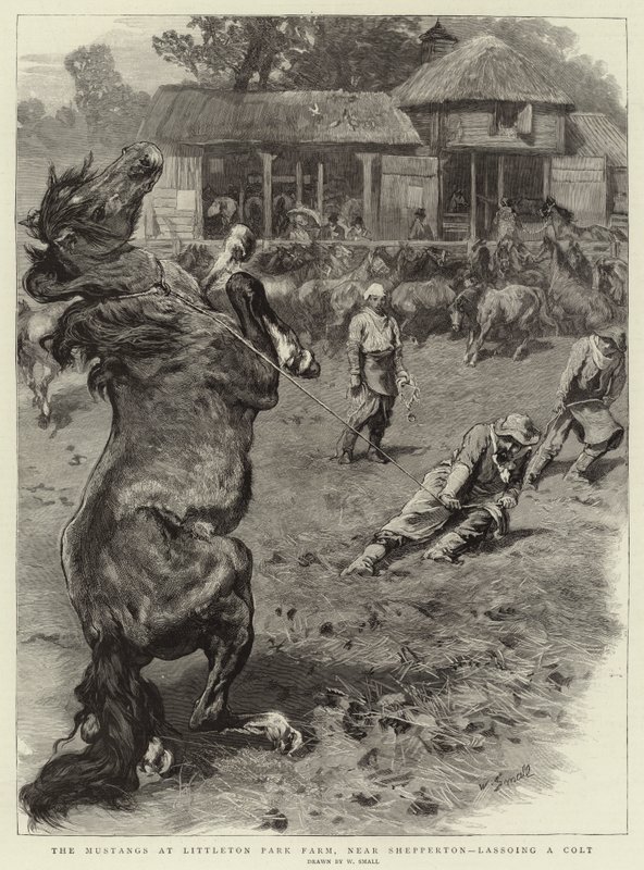 The Mustangs at Littleton Park Farm, near Shepperton, lassoing a Colt by William Small