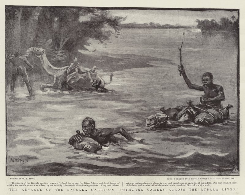 The Advance of the Kassala Garrison, Swimming Camels Across the Atbara River by William T. Maud