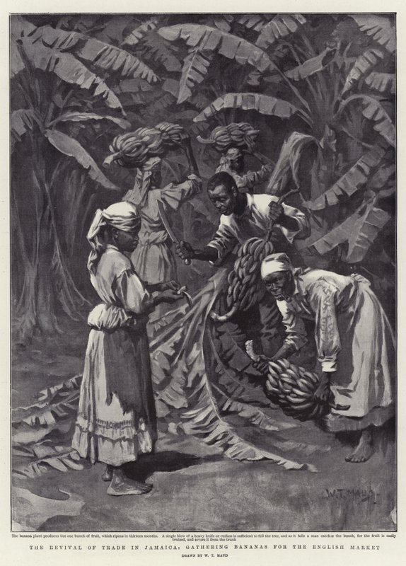 The Revival of Trade in Jamaica, gathering Bananas for the English Market by William T. Maud