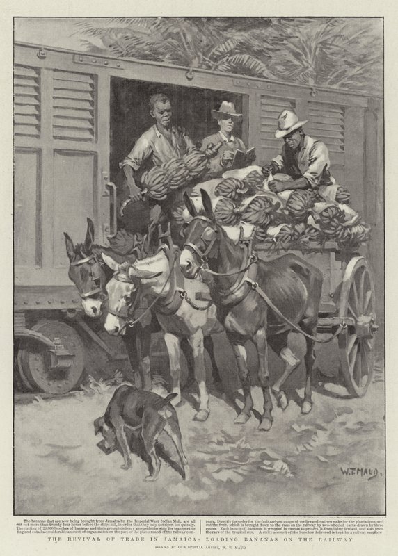 The Revival of Trade in Jamaica, loading Bananas on the Railway by William T. Maud
