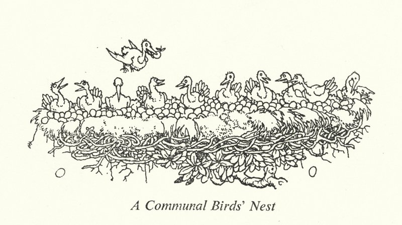 A Communal Birds
