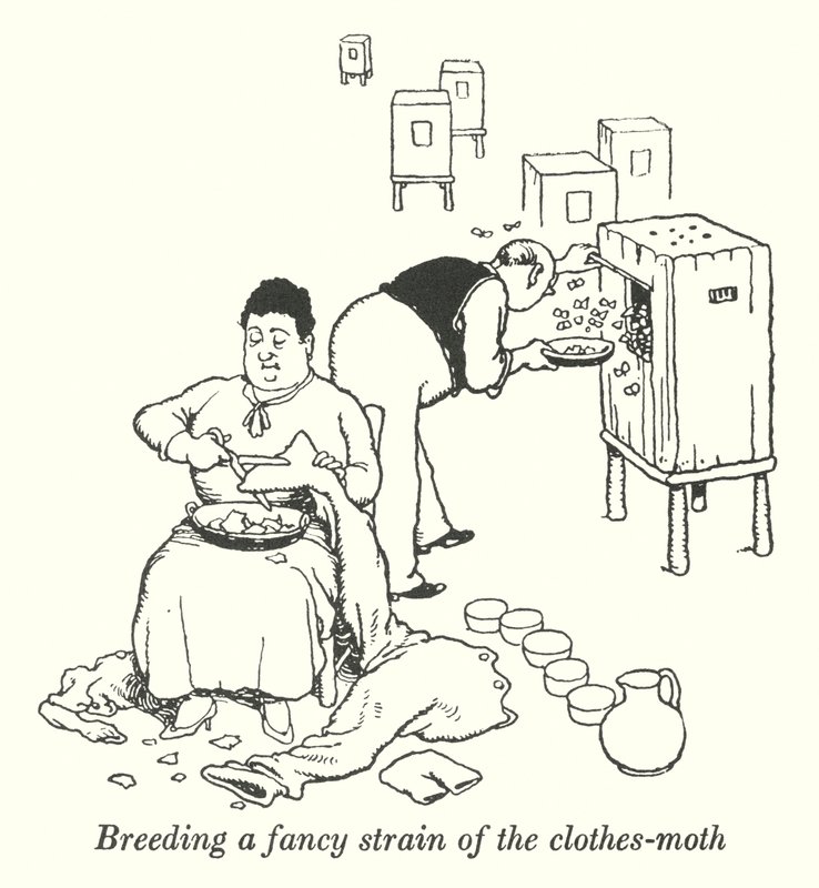 Breeding a Fancy Strain of the Clothes-Moth by William Heath Robinson