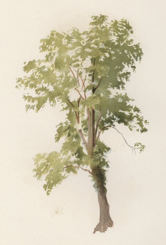 Trees: The Elm by William Henry James (after) Boot