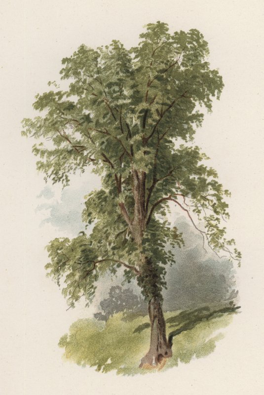 Trees: The Elm by William Henry James (after) Boot