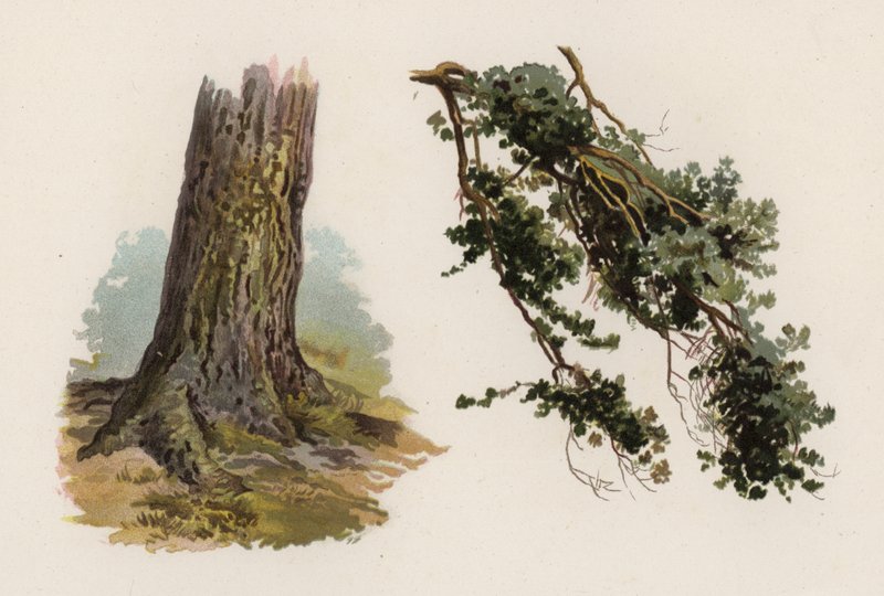 Trees: The Scotch Fir by William Henry James (after) Boot