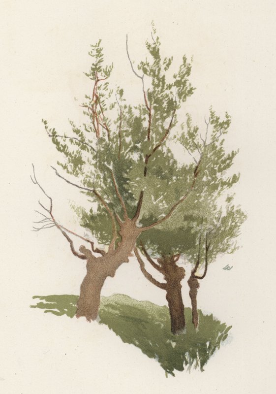 Trees: The Willow by William Henry James (after) Boot
