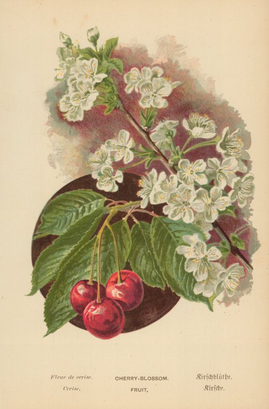 Cherry-Blossom. Fruit by William Henry James Boot