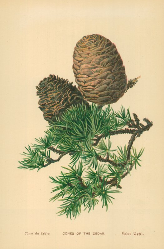 Cones of the Cedar by William Henry James Boot