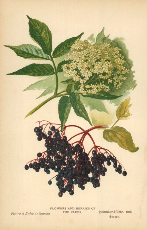 Flowers and Berries of the Elder by William Henry James Boot